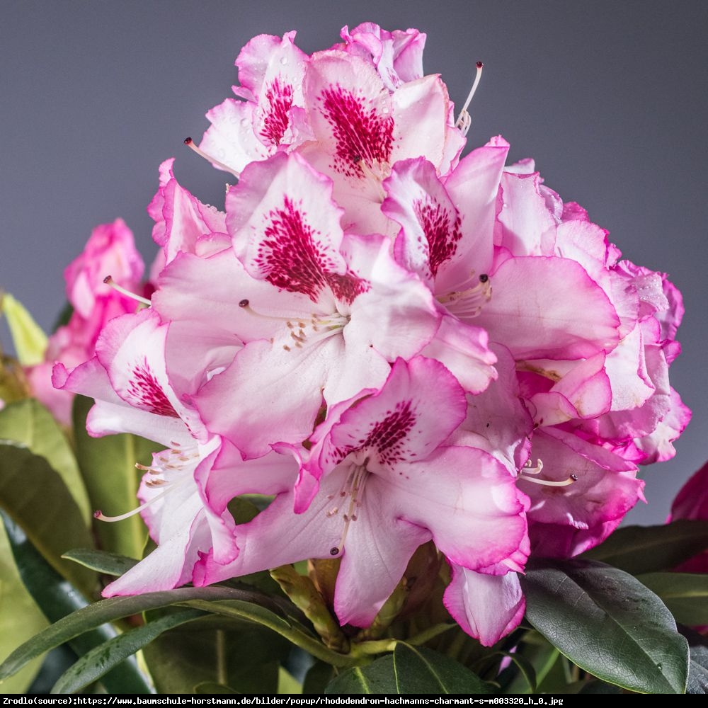 Różanecznik  Hachmanns Charmant  - Rhododendron  Hachmanns Charmant 