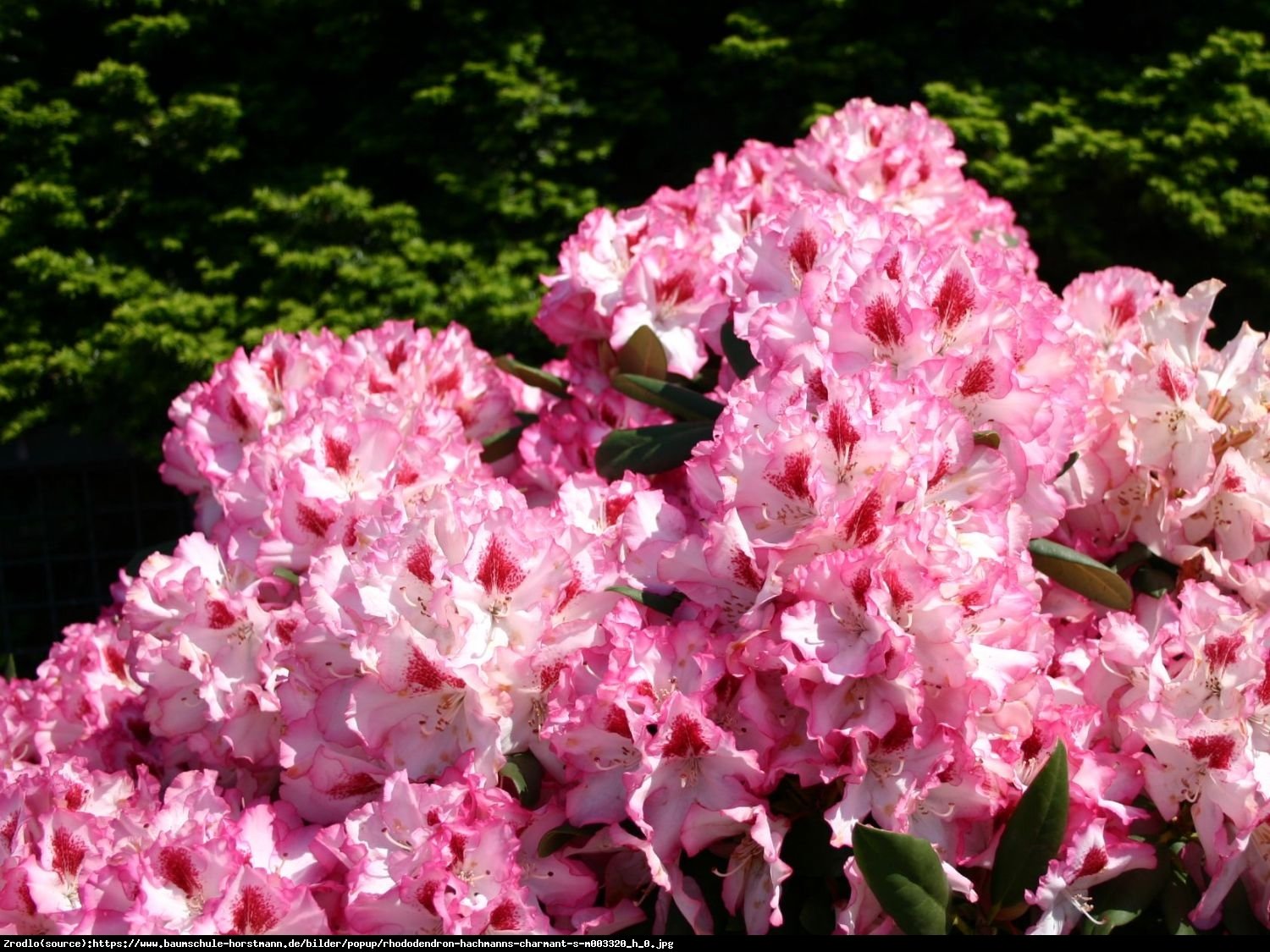 Różanecznik  Hachmanns Charmant  - Rhododendron  Hachmanns Charmant 