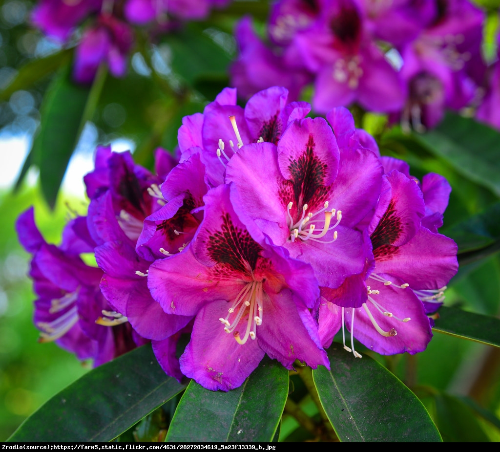 Różanecznik  Kali  - Rhododendron  Kali 