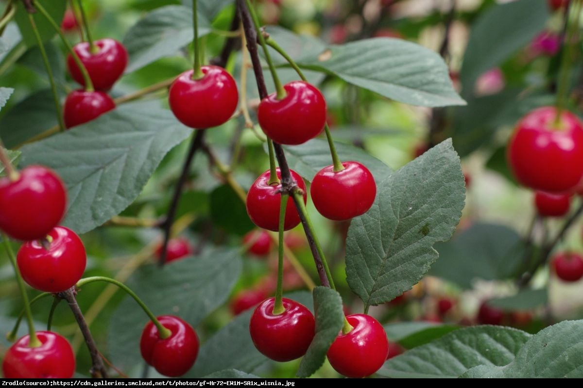 Wiśnia Oblaczyńska - Prunus cerasus Oblaczyńska