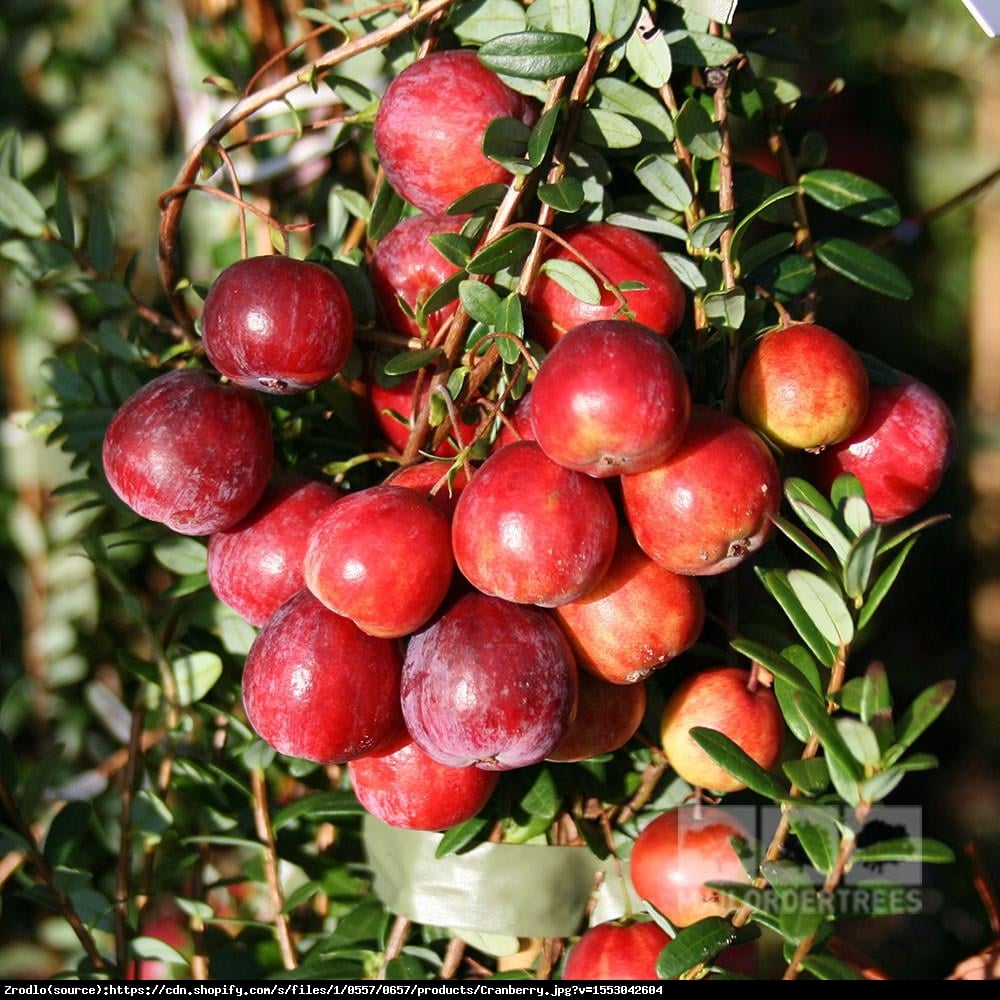 Żurawina Early Black - Vaccinium macrocarpon  Early Black 