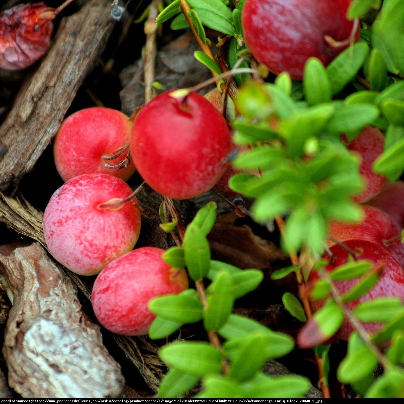 Żurawina Early Black - Vaccinium macrocarpon  Early Black 