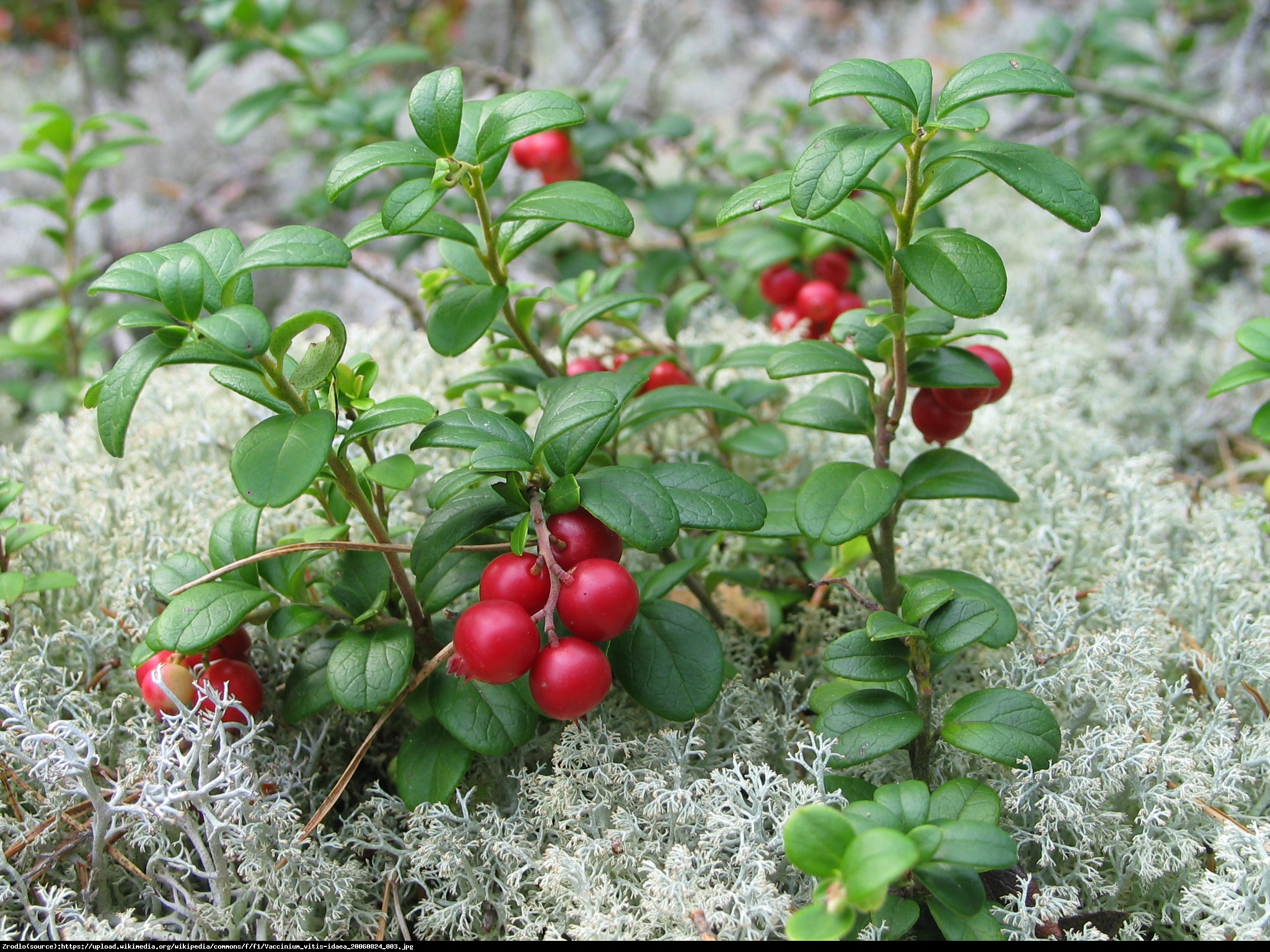 borówka brusznica  Koralle  2 letnia - Vaccinium vitis-idaea  Koralle 