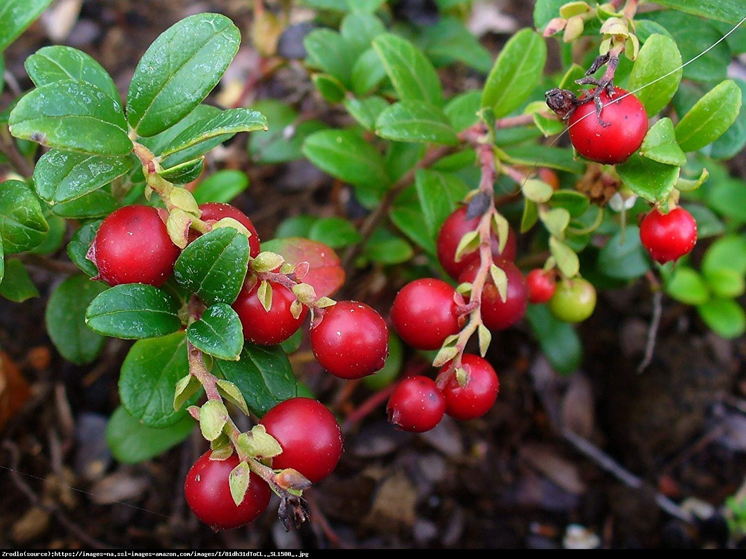 borówka brusznica  Koralle  2 letnia - Vaccinium vitis-idaea  Koralle 