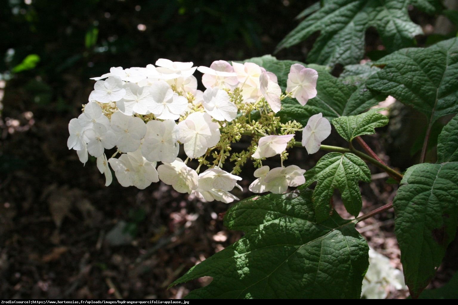 Hortensja dębolistna Applause - Hydrangea quercifolia Applause