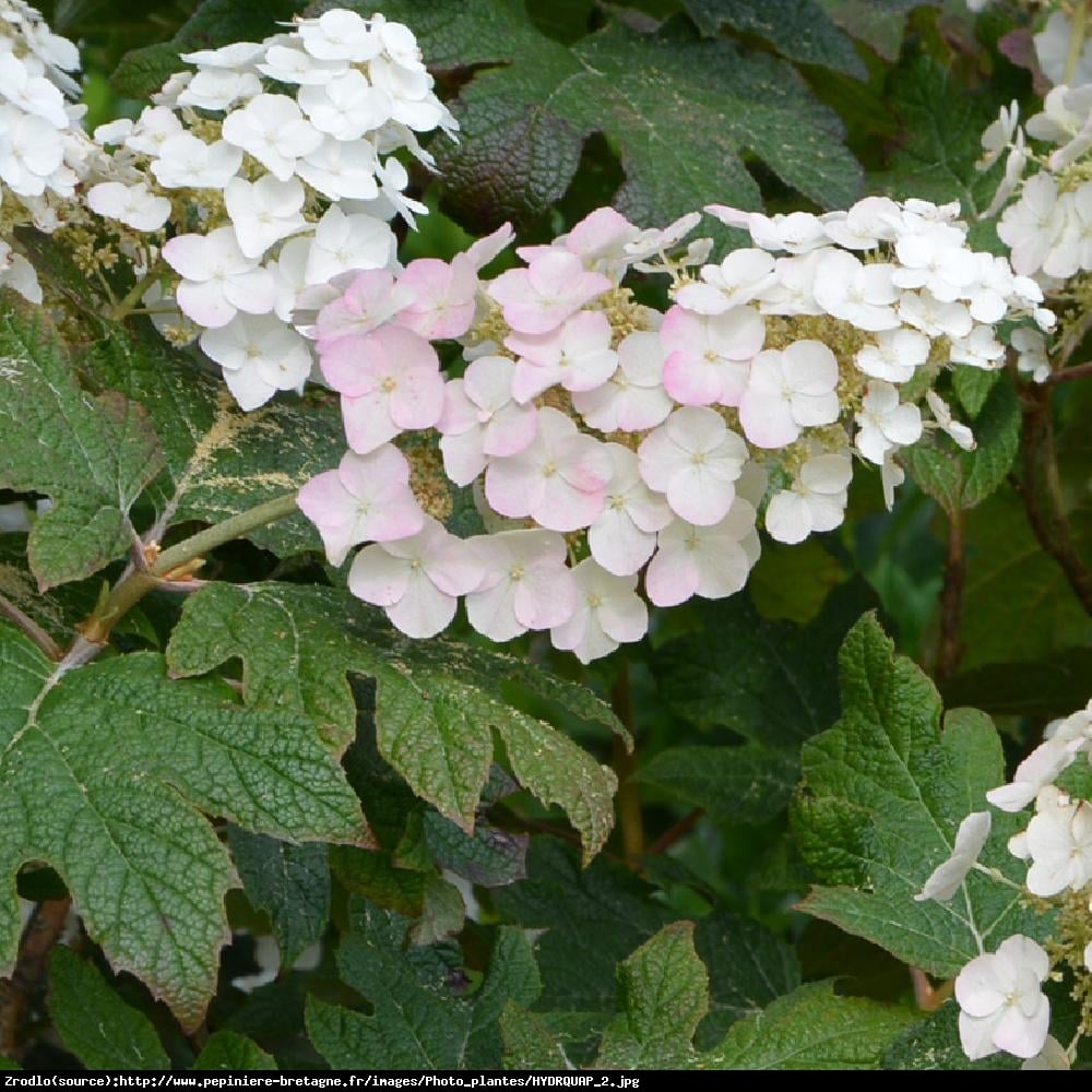 Hortensja dębolistna Applause - Hydrangea quercifolia Applause