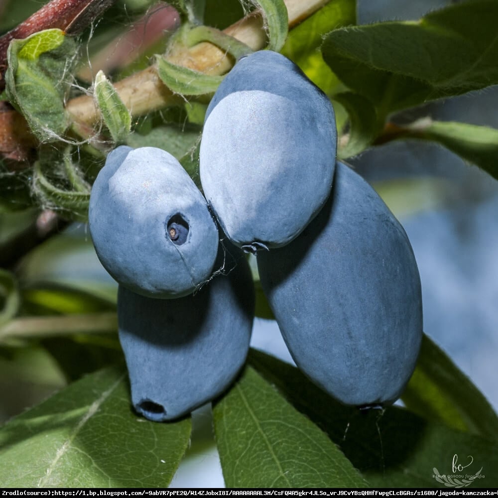 Jagoda kamczacka Aurora - Lonicera var. kamtschatica Aurora