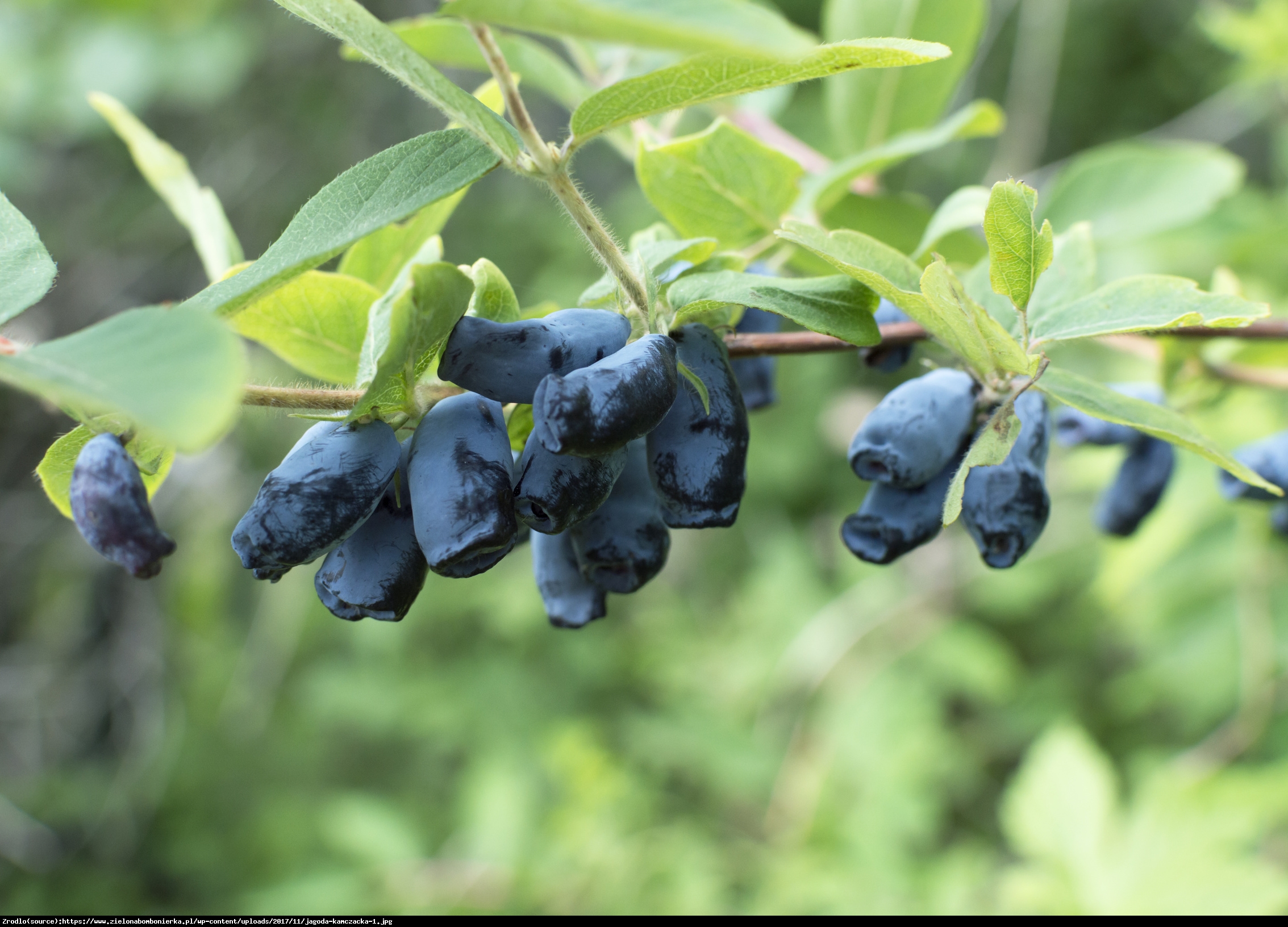 Jagoda kamczacka Borealis - Lonicera var. kamtschatica Borealis