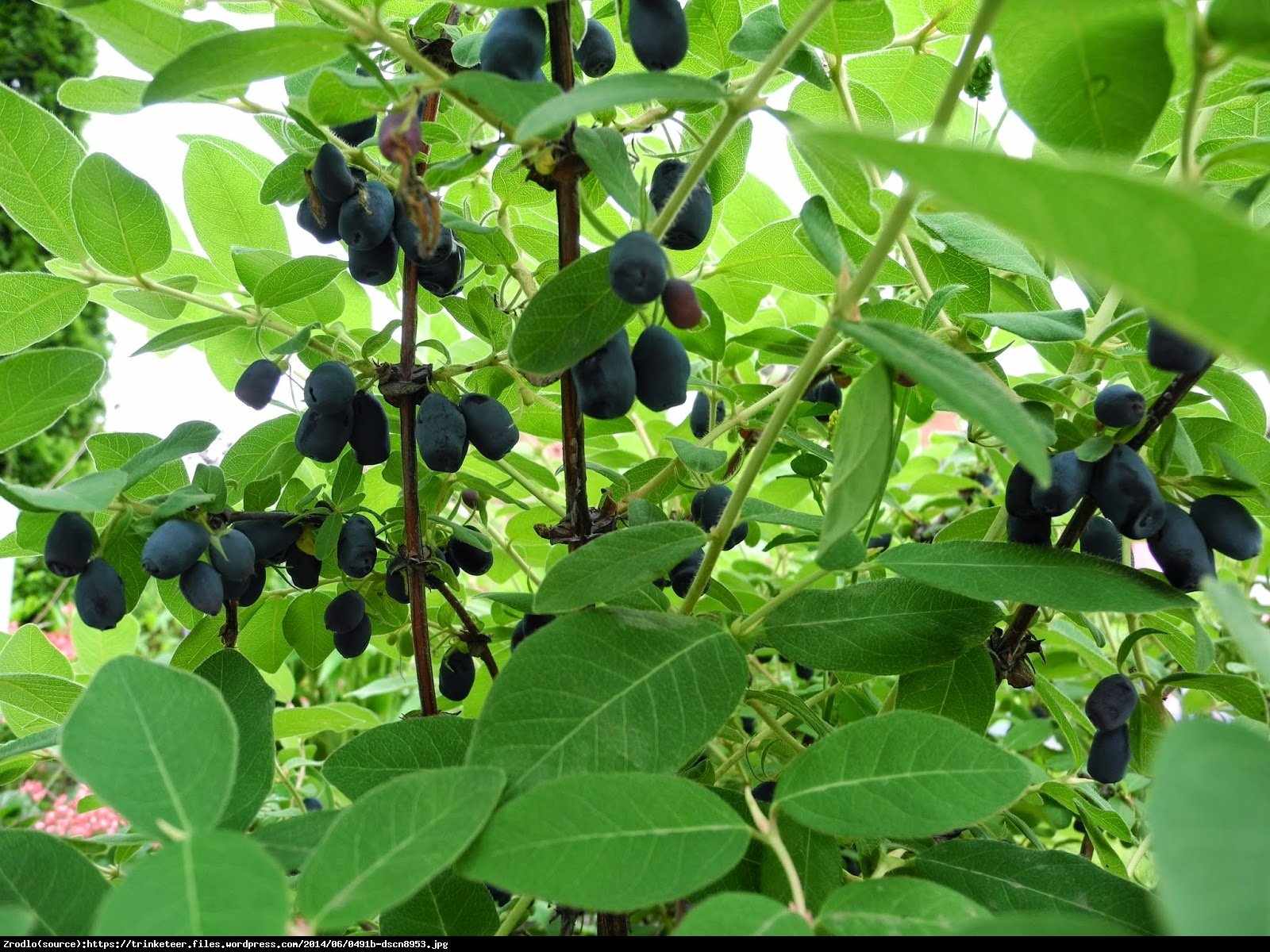 Jagoda kamczacka Indigo Gem - Lonicera var. kamtschatica Indigo Gem