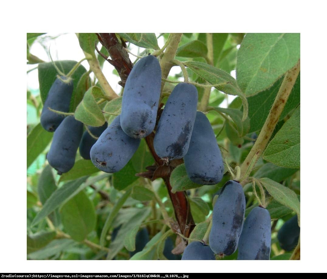 Jagoda kamczacka Indigo Gem - Lonicera var. kamtschatica Indigo Gem