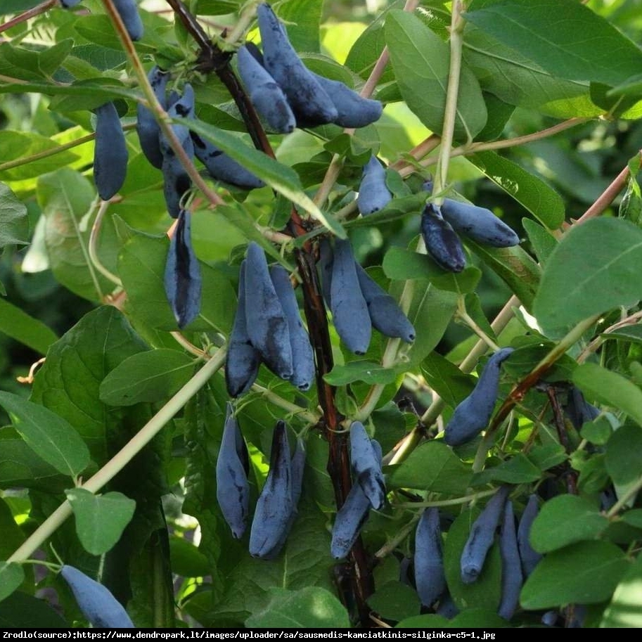 Jagoda kamczacka Silginka - Lonicera var. kamtschatica Silginka