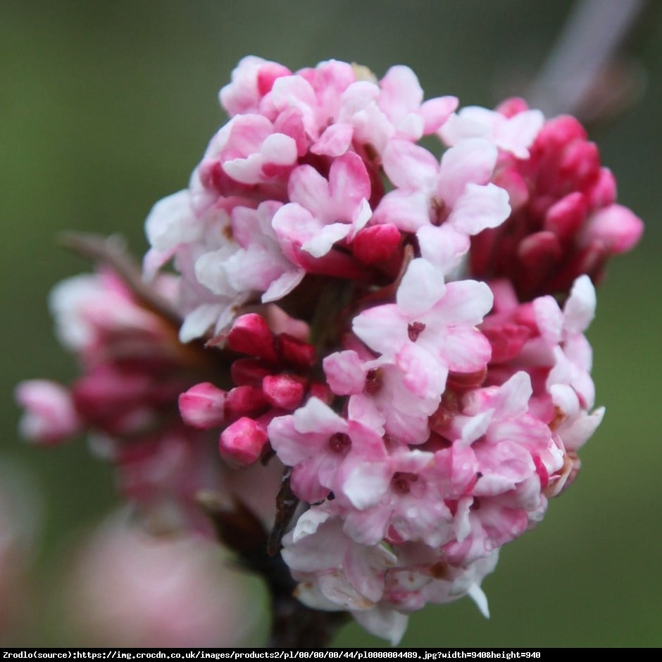 kalina bodnantska  Dawn  - Viburnum bodnantense  Dawn 