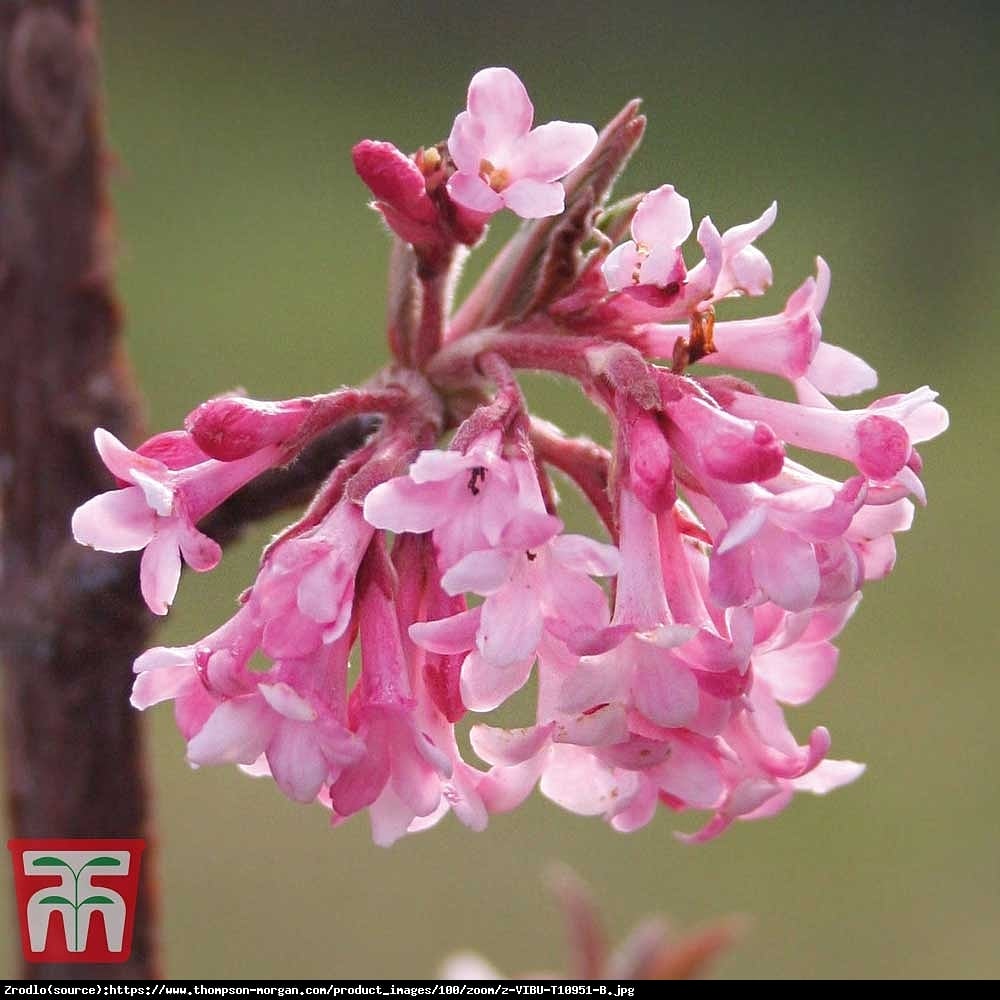 kalina bodnantska  Dawn  - Viburnum bodnantense  Dawn 