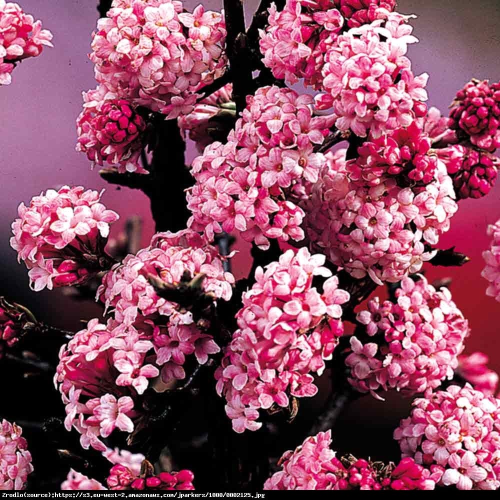 kalina bodnantska  Dawn  - Viburnum bodnantense  Dawn 