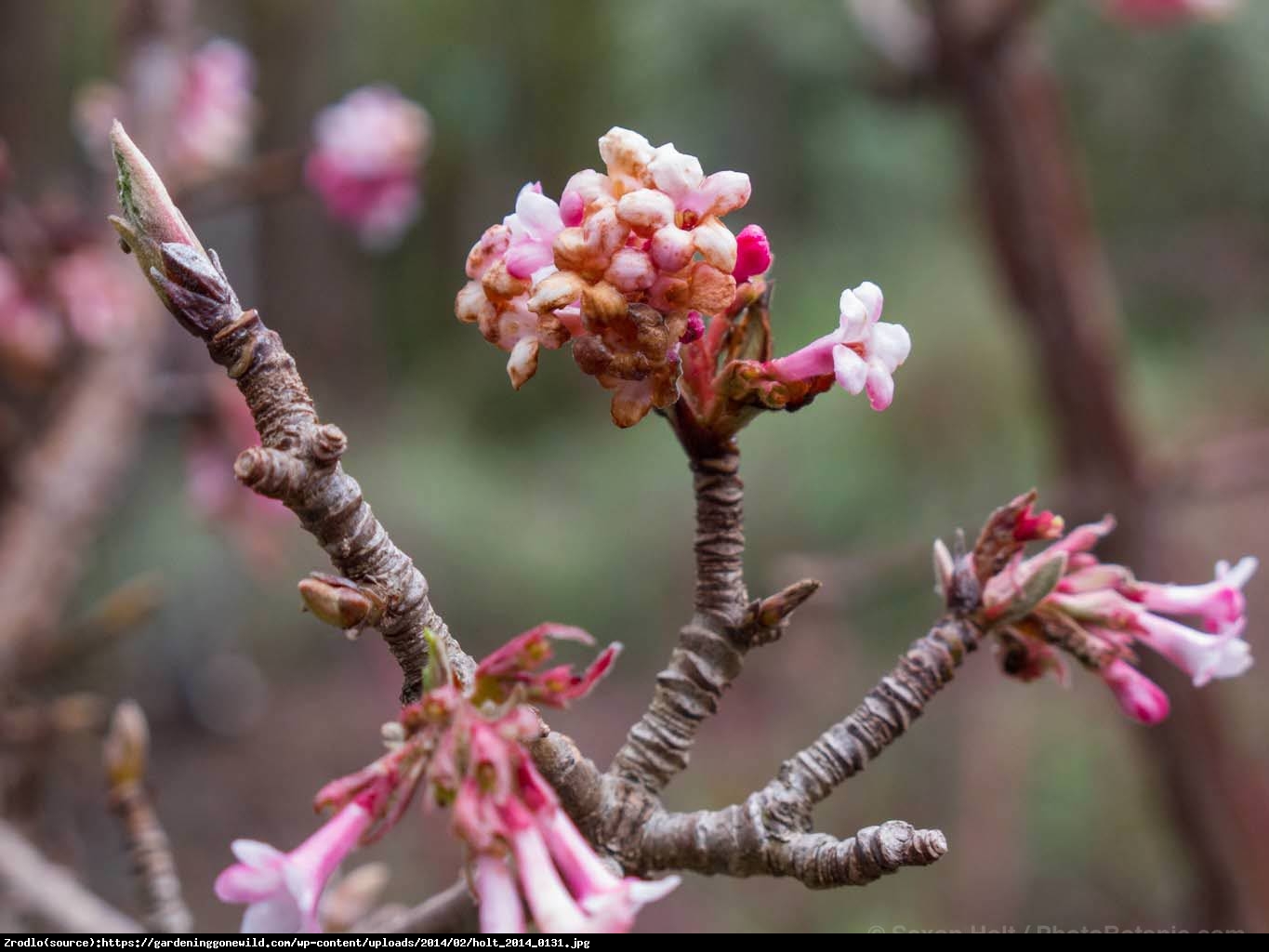 kalina bodnantska  Dawn  - Viburnum bodnantense  Dawn 