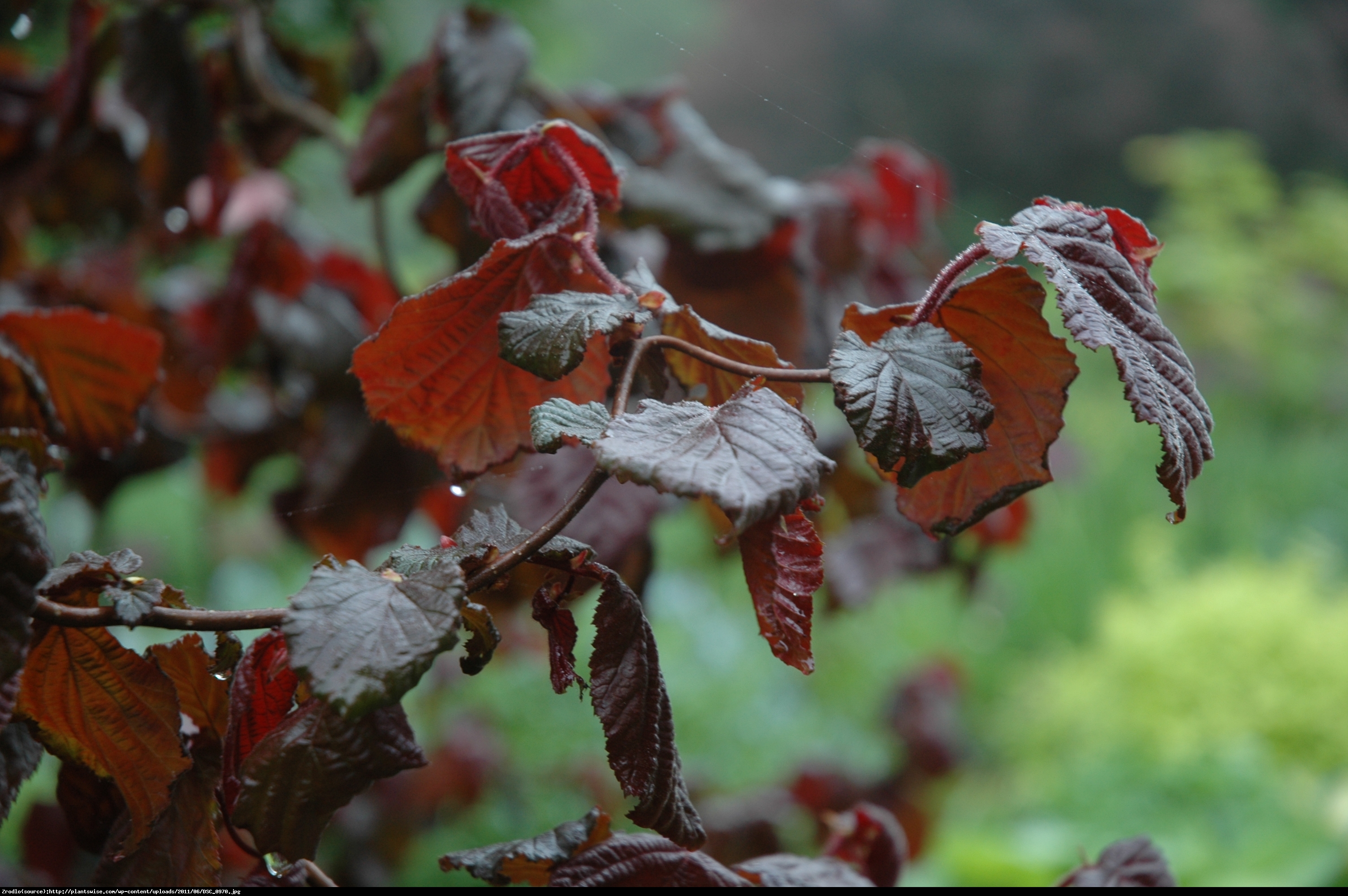 leszczyna  Red Majestic  - Corylus  Red Majestic 