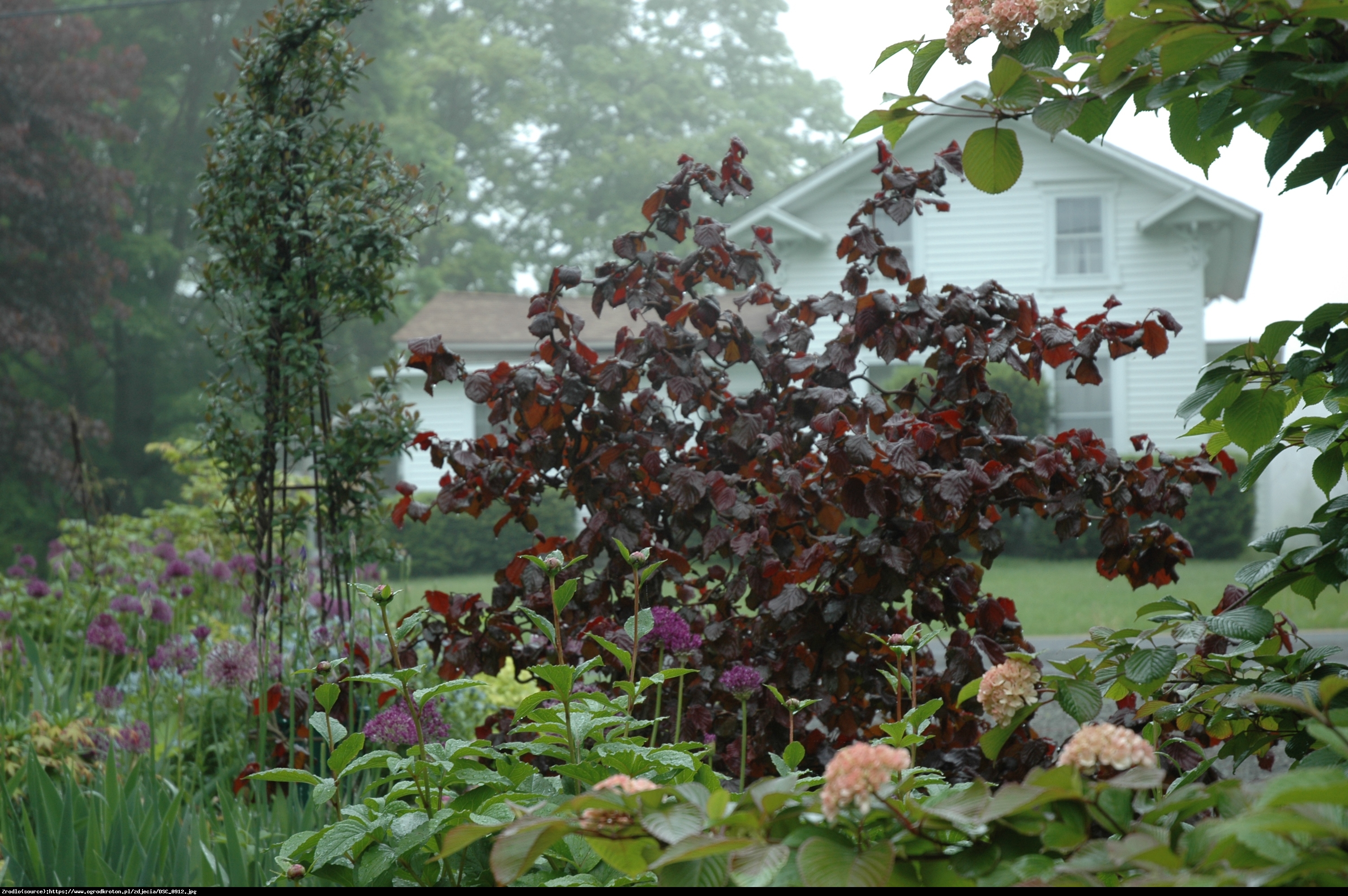 leszczyna  Red Majestic  - Corylus  Red Majestic 