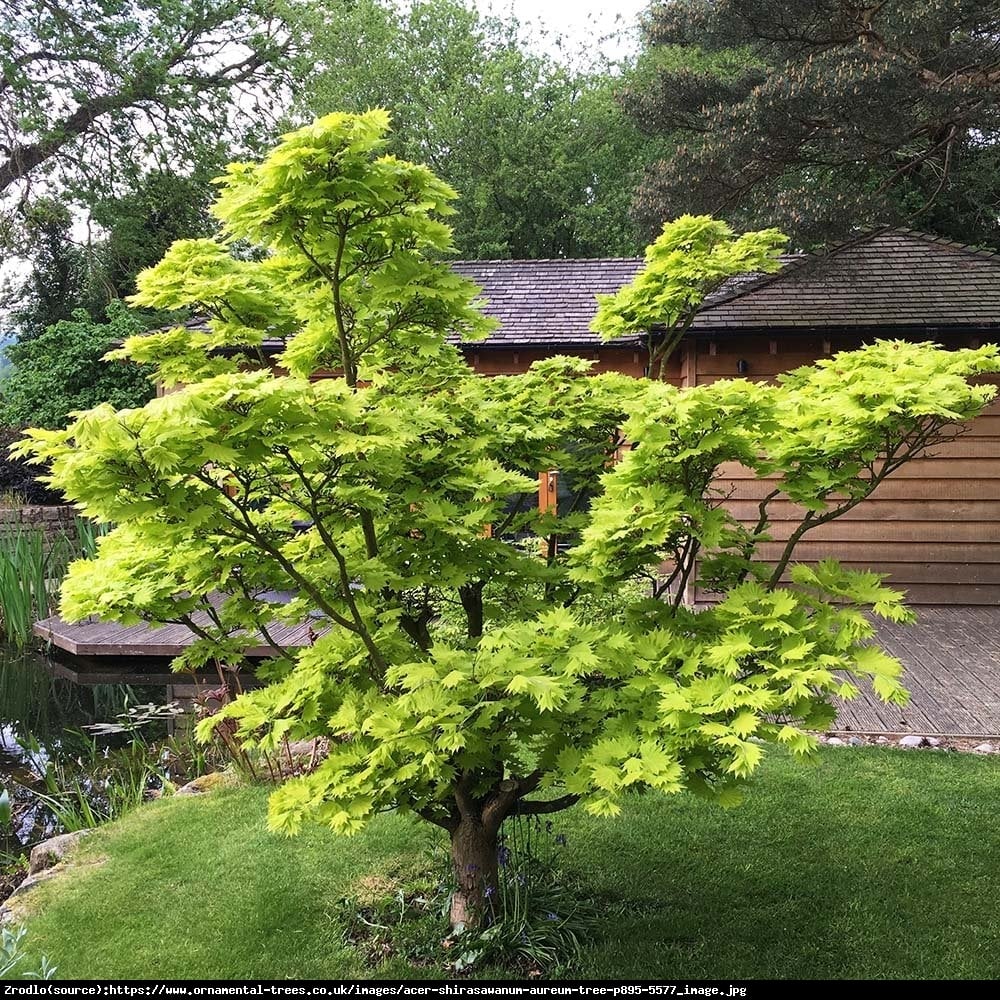 Klon japoński - Shirasawy Aureum - Acer palmatum shirasawanum Aureum