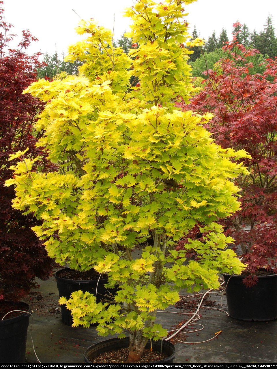 Klon japoński - Shirasawy Aureum - Acer palmatum shirasawanum Aureum