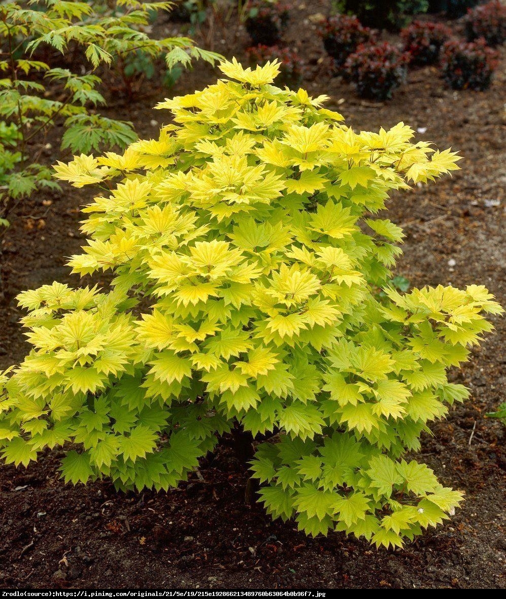 Klon japoński - Shirasawy Aureum - Acer palmatum shirasawanum Aureum