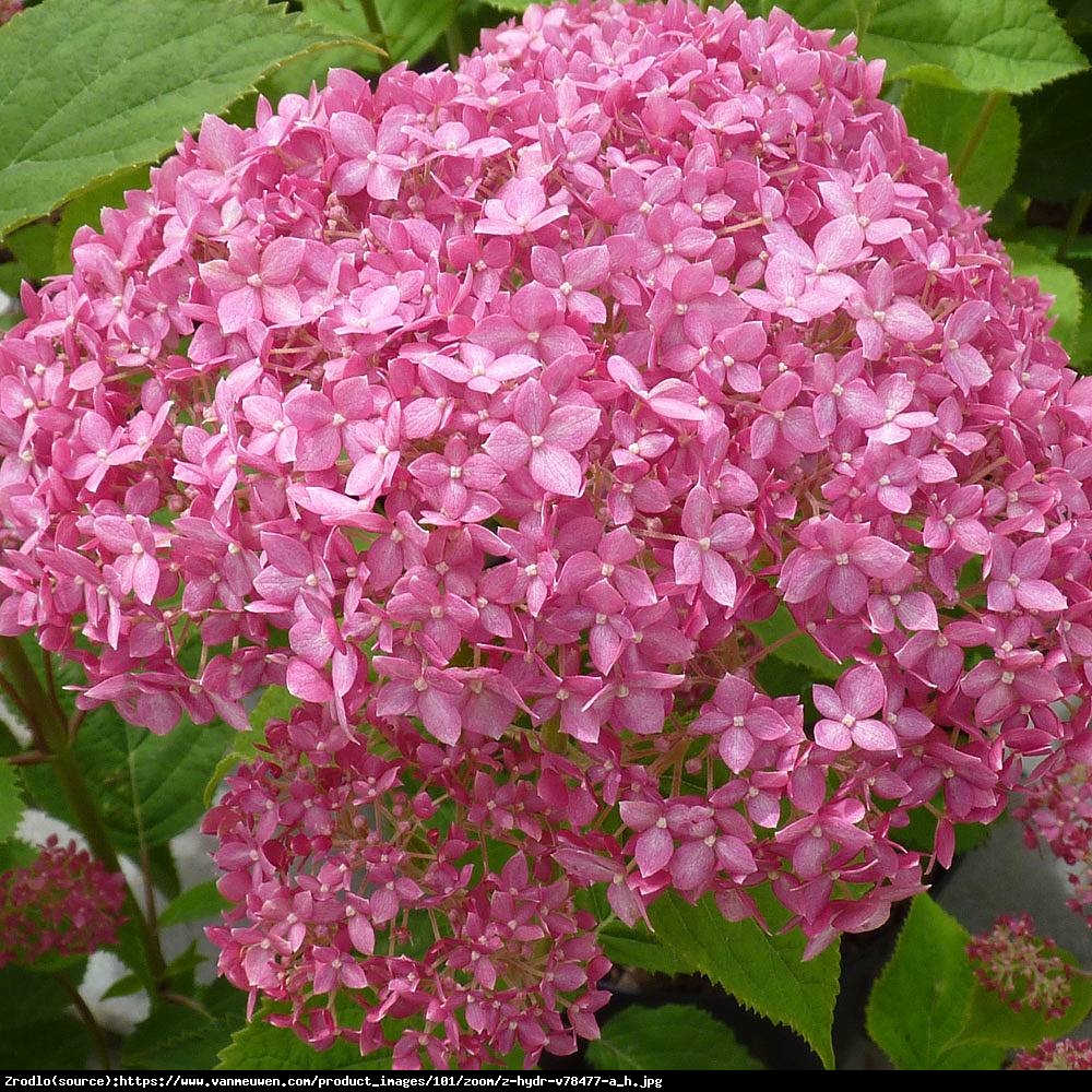 Hortensja drzewiasta  Pink Annabelle   - Hydrangea arborescens  Pink Annabelle