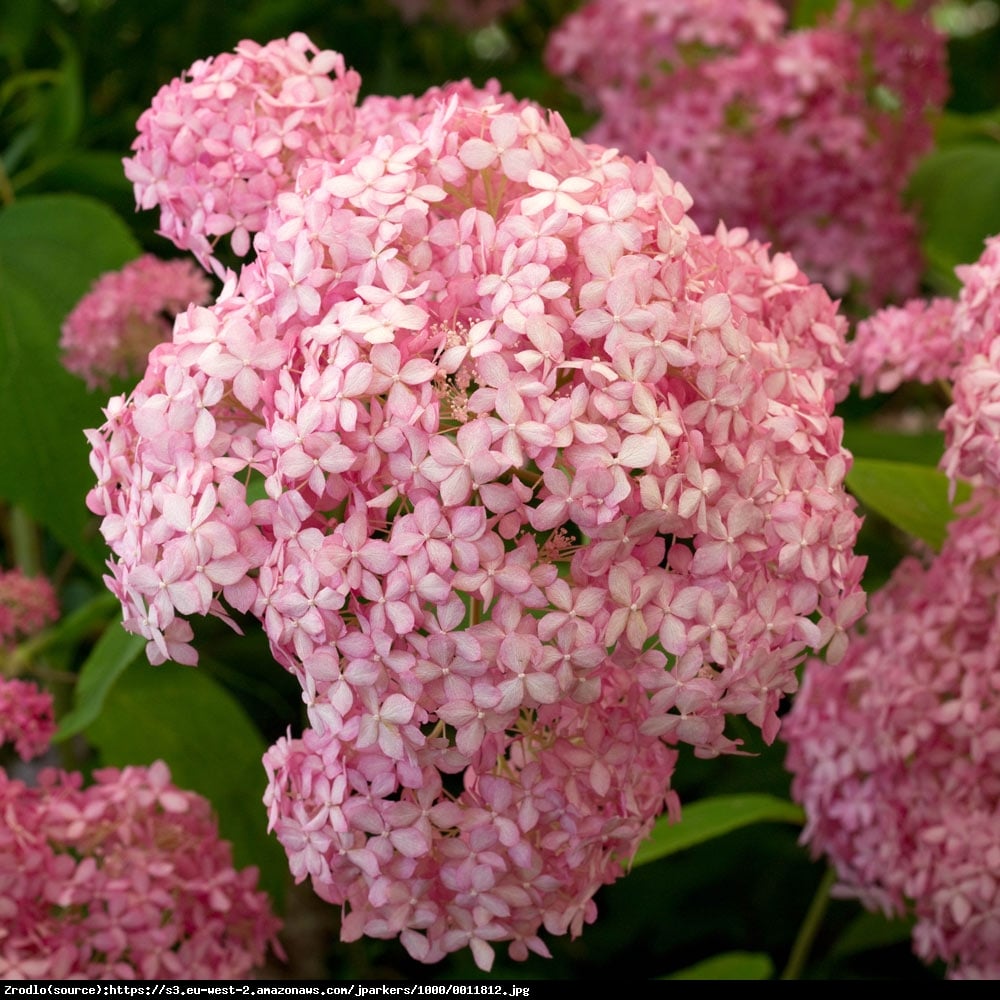 Hortensja drzewiasta  Pink Annabelle   - Hydrangea arborescens  Pink Annabelle