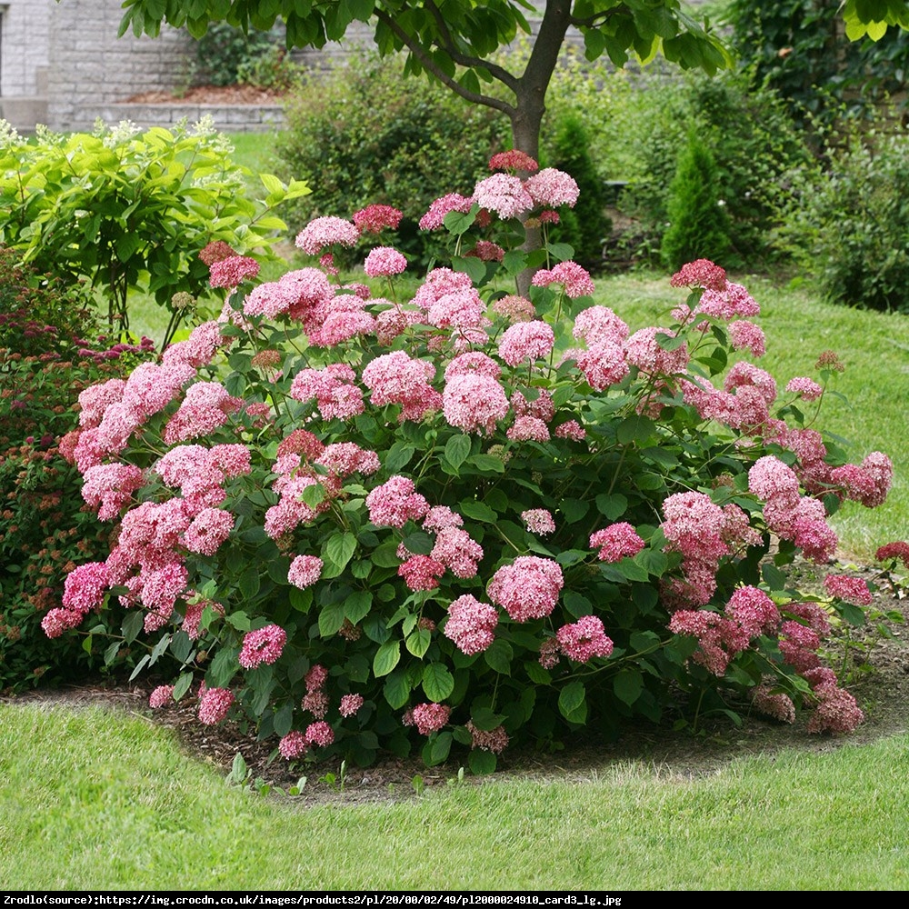 Hortensja drzewiasta  Pink Annabelle   - Hydrangea arborescens  Pink Annabelle