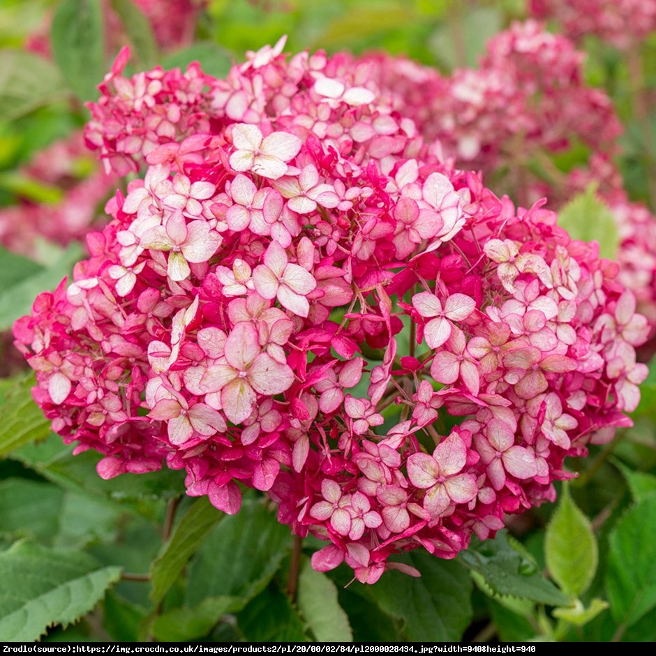 Hortensja drzewiasta  Pink Annabelle   - Hydrangea arborescens  Pink Annabelle