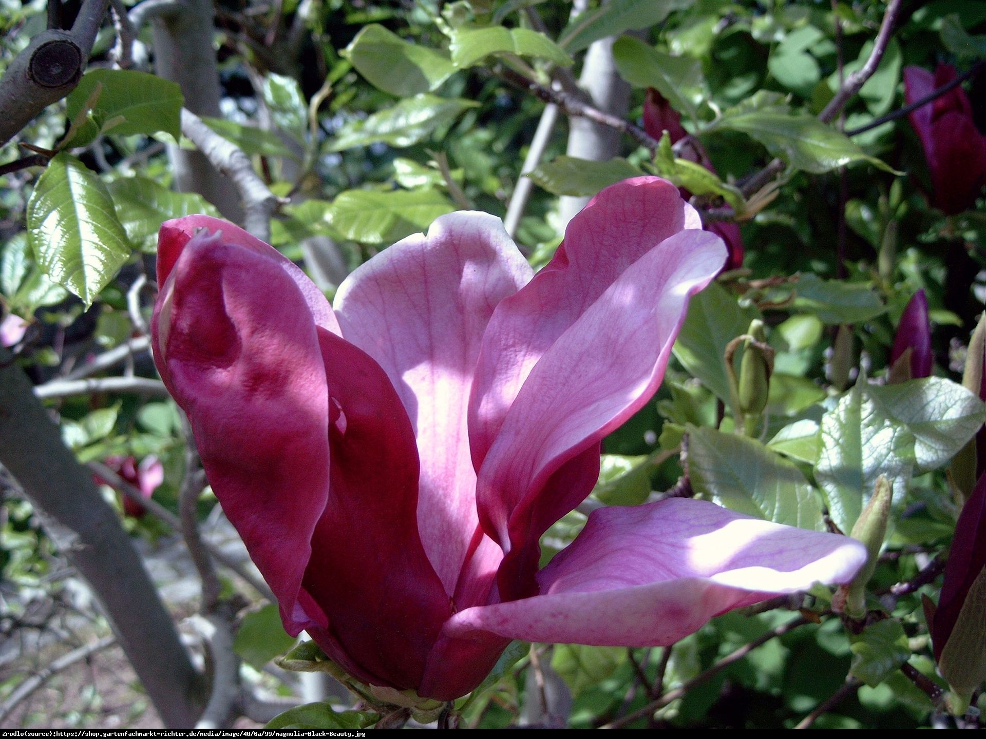 Magnolia Black Beauty - Magnolia Black Beauty