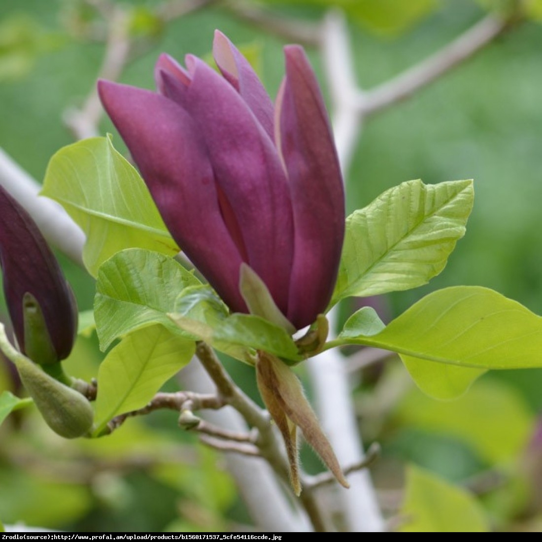 Magnolia Black Beauty - Magnolia Black Beauty