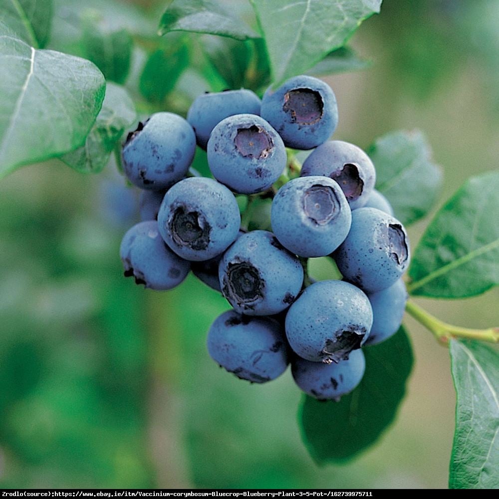 Borówka amerykańska Bluecrop 3l - Vaccinium corymbosum