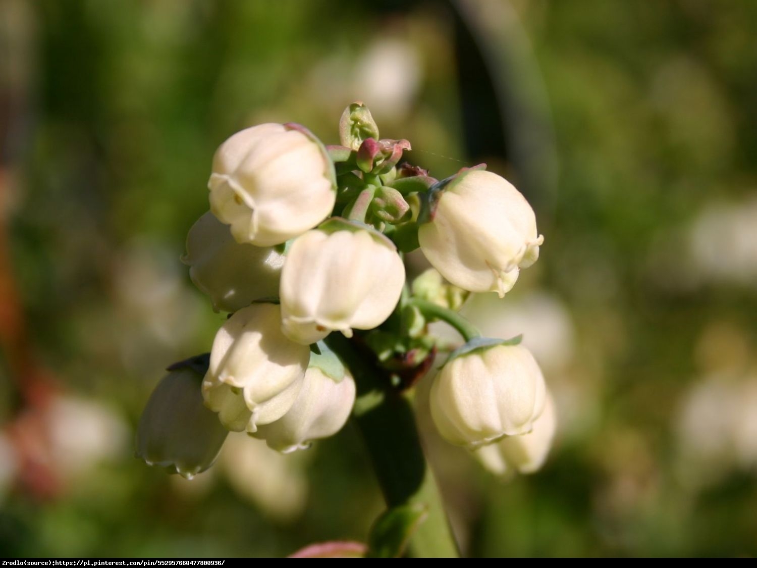 Borówka amerykańska Bluecrop 3l - Vaccinium corymbosum