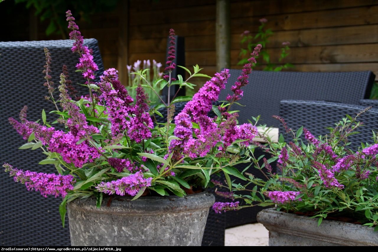 Budleja Buzz violet - Buddleja Buzz violet