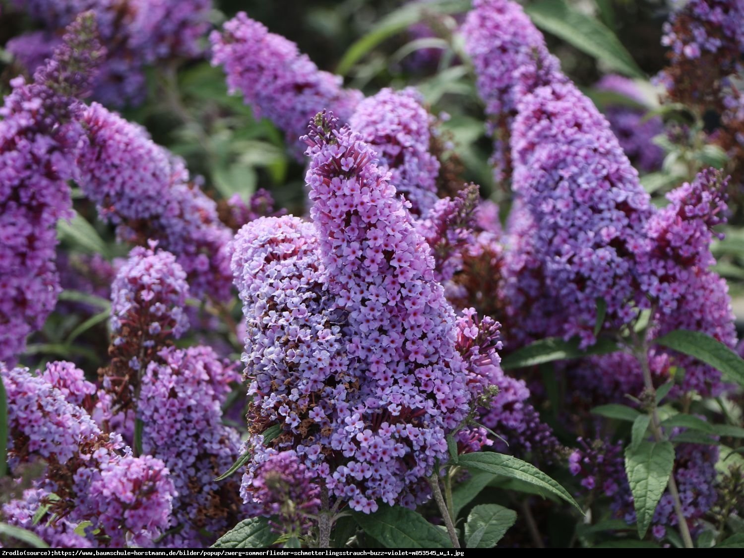 Budleja Buzz violet - Buddleja Buzz violet