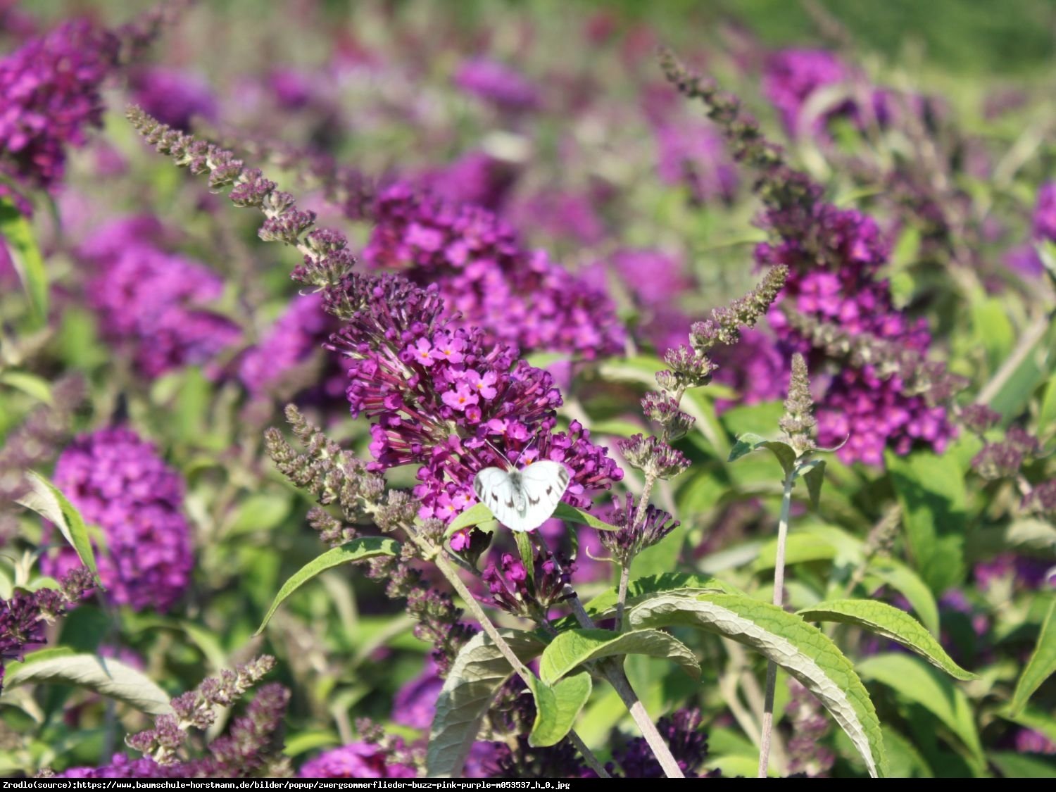 Budleja Buzz pink purple - Buddleja buzz pink purple