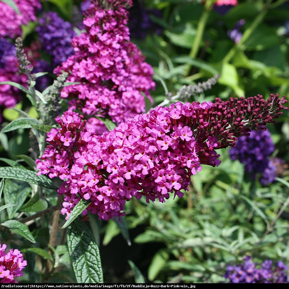 Budleja Buzz pink purple - Buddleja buzz pink purple