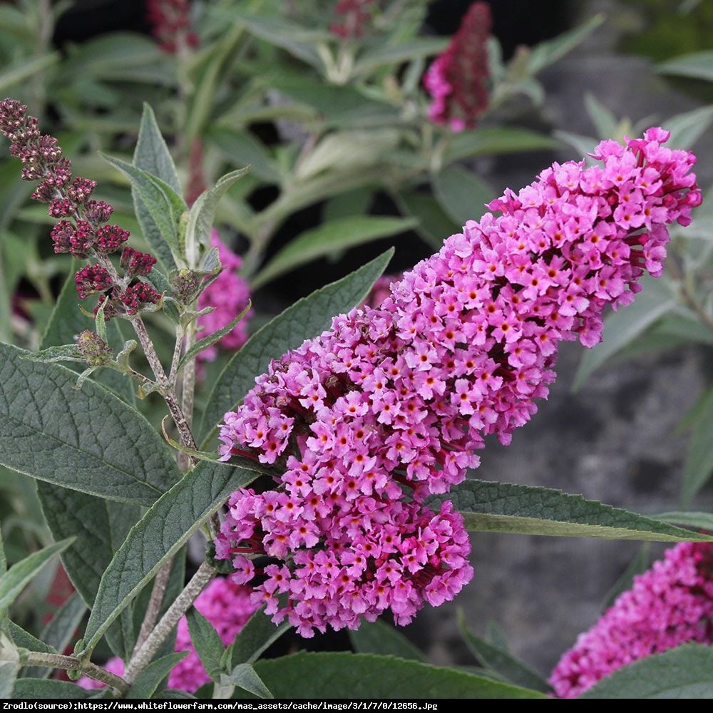 Budleja Buzz pink purple - Buddleja buzz pink purple