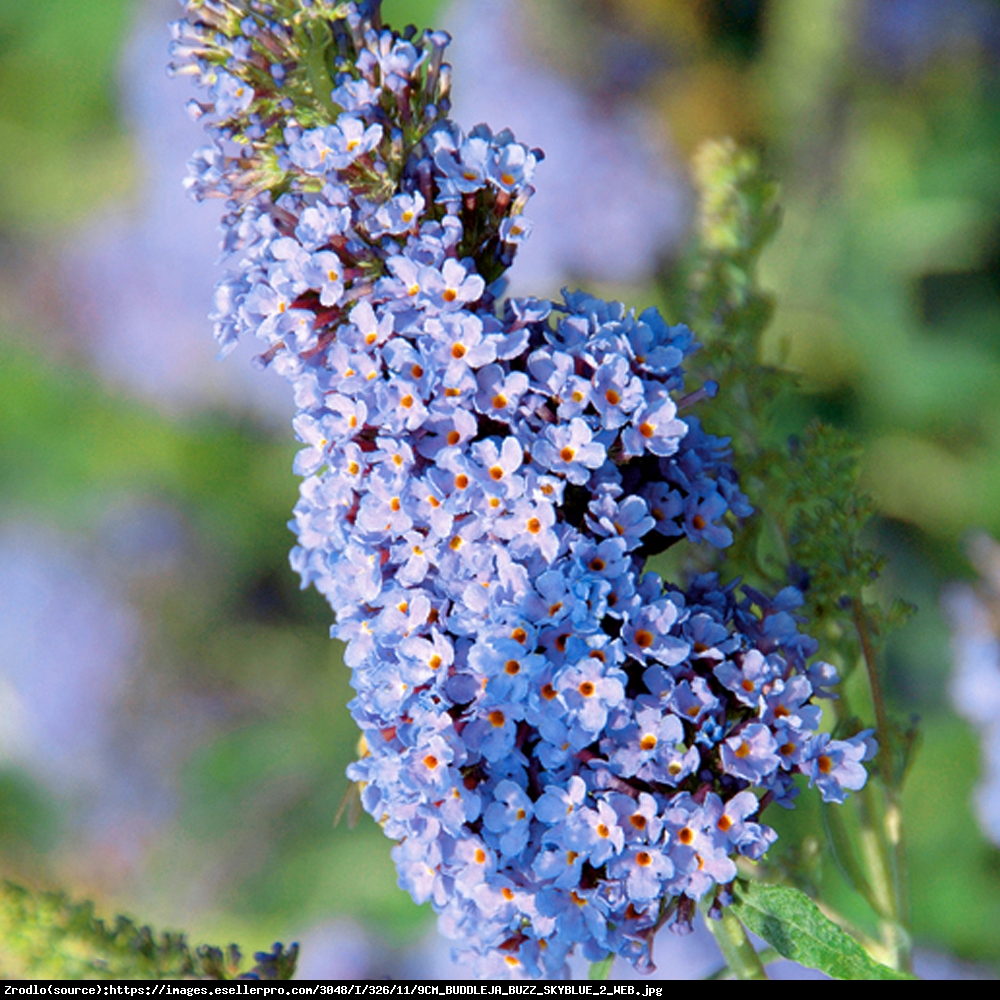 Budleja Buzz sky blue - Buddleia Buzz sky blue