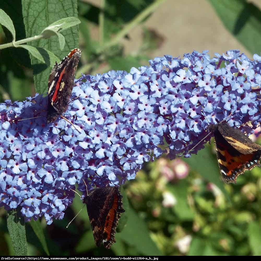 Budleja Buzz sky blue - Buddleia Buzz sky blue