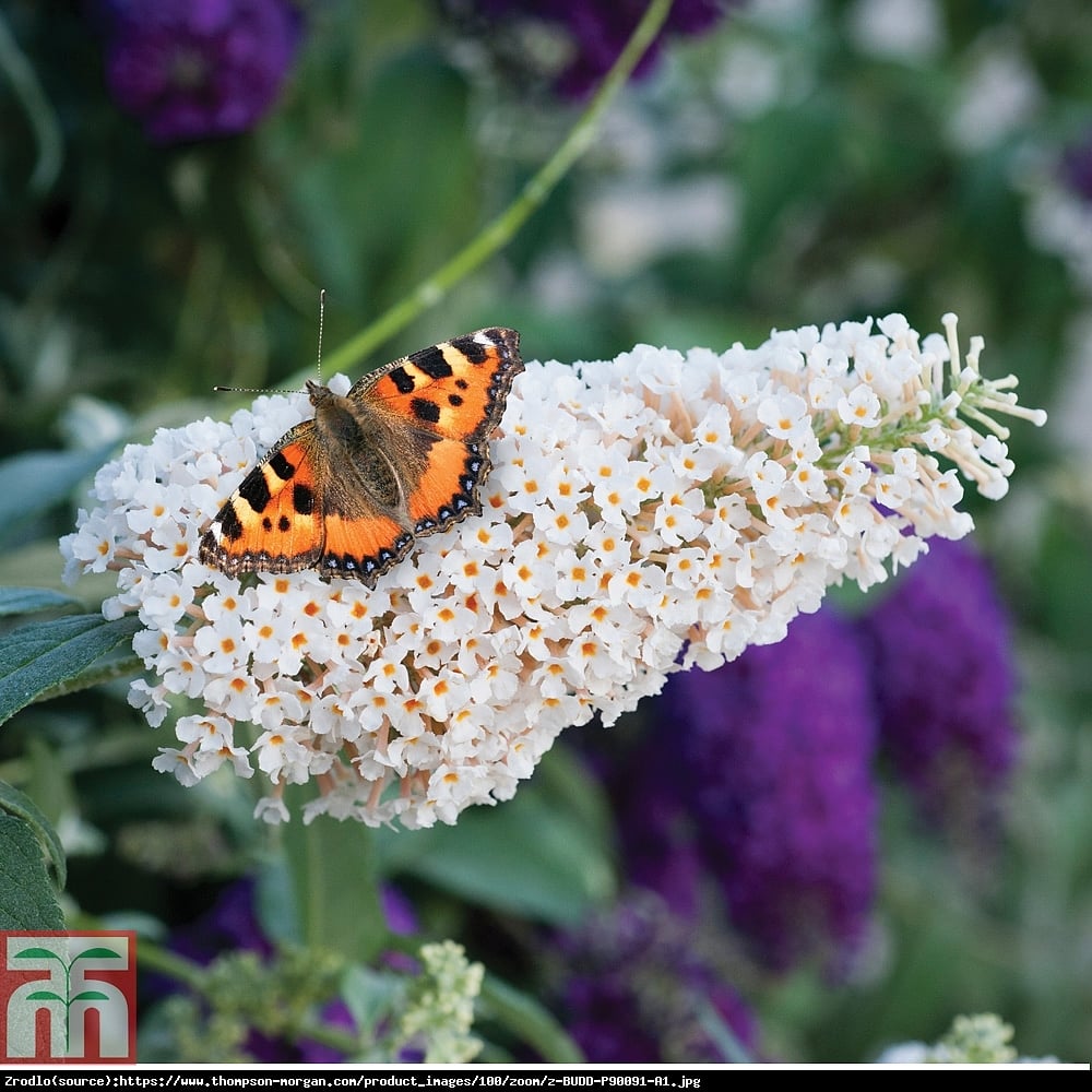 Budleja Buzz ivory - Buddleia Buzz ivory