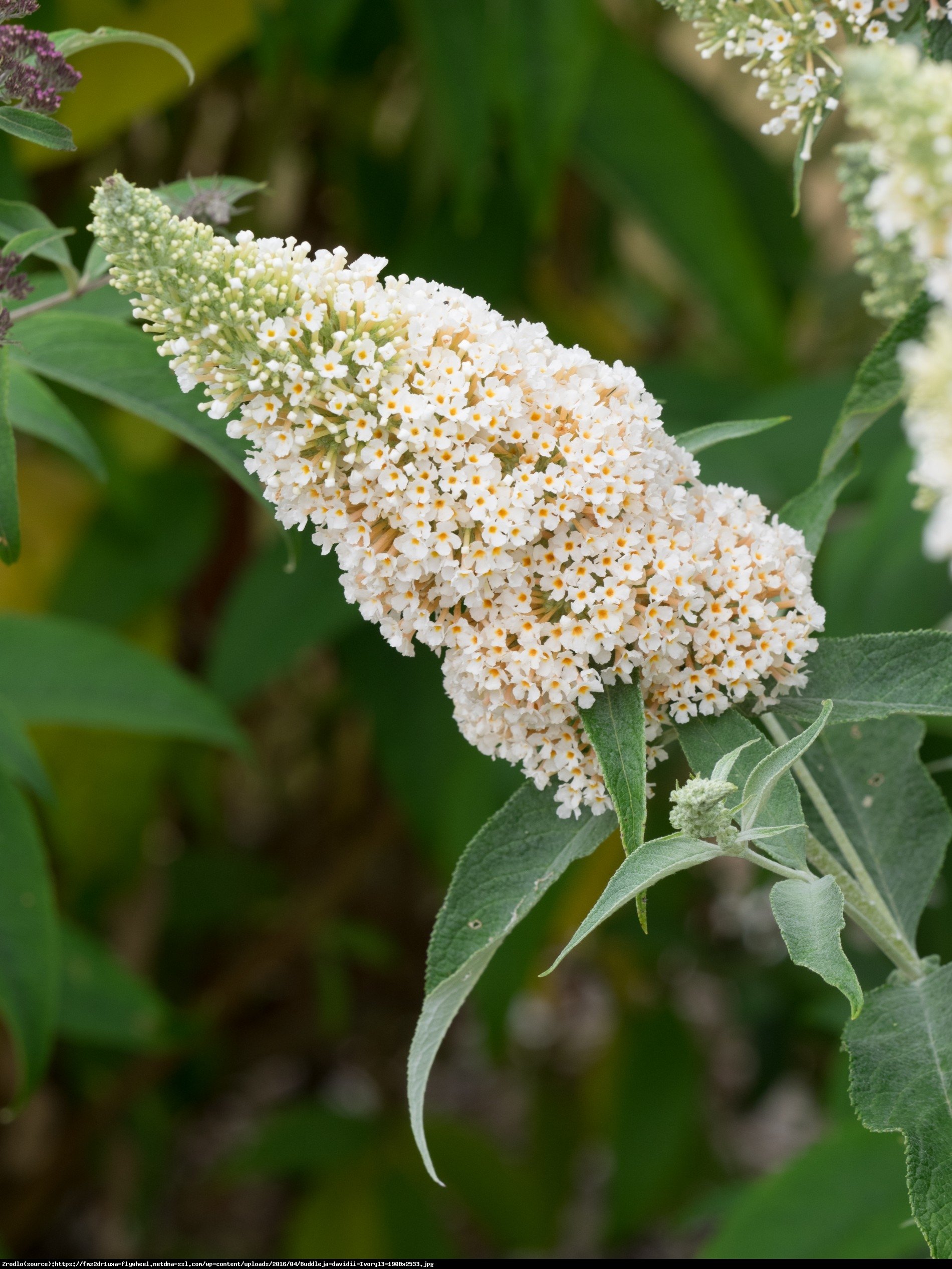 Budleja Buzz ivory - Buddleia Buzz ivory