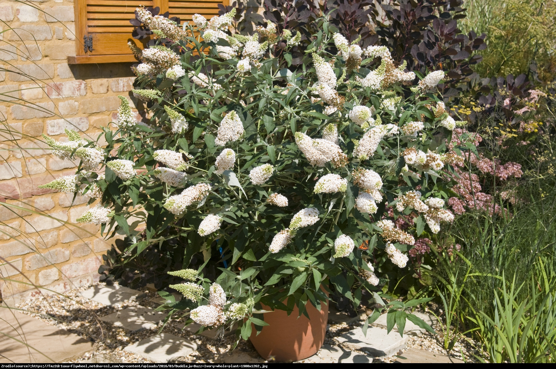 Budleja Buzz ivory - Buddleia Buzz ivory