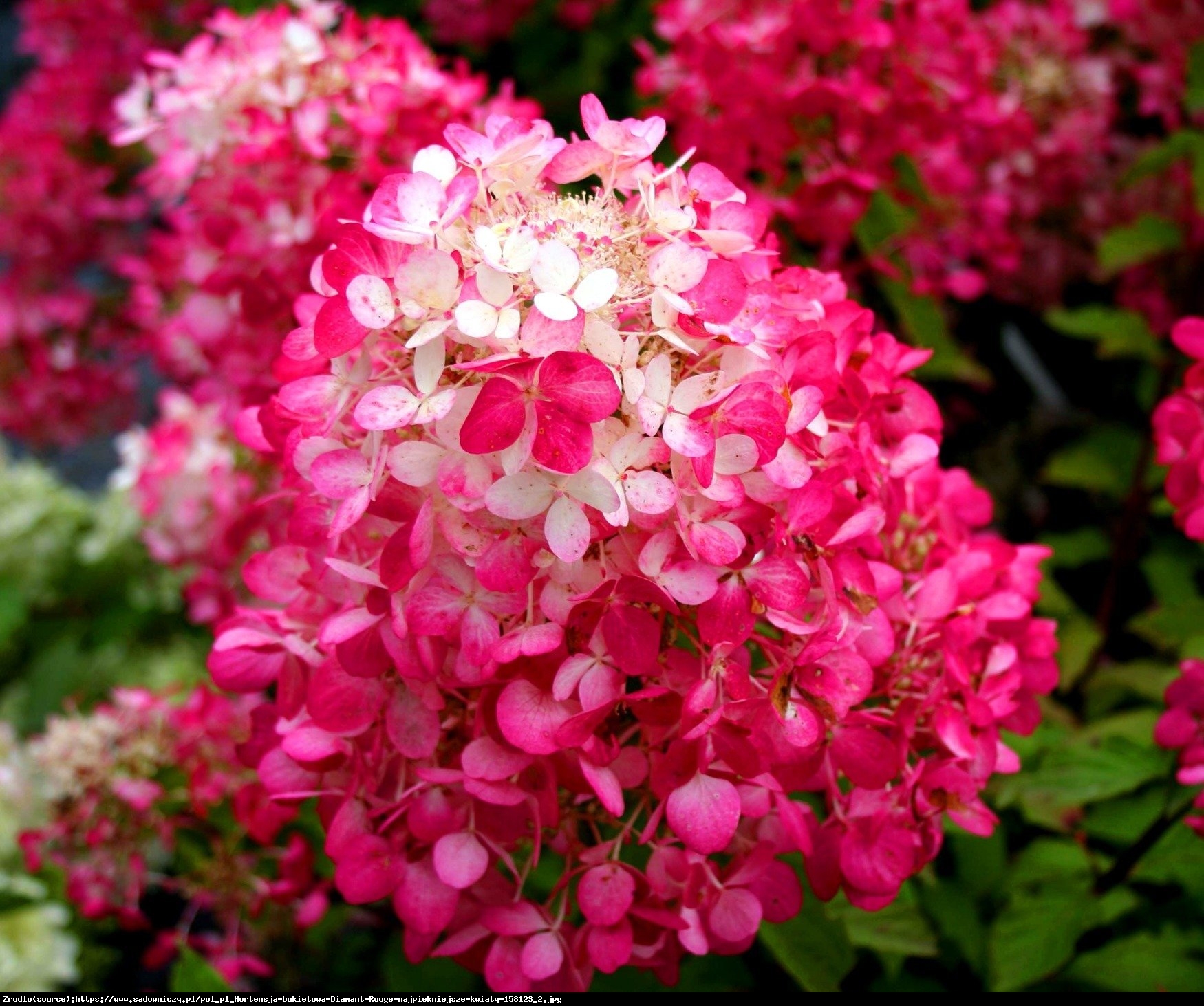 Hortensja bukietowa Diamant Rouge - Hydrangea paniculata Diamant Rouge