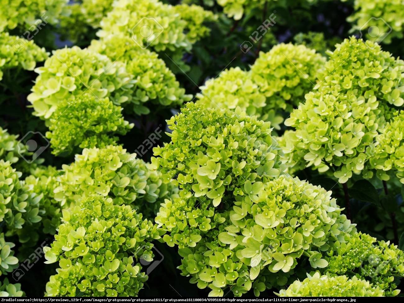 Hortensja bukietowa Little Lime - Hydrangea paniculata Little Lime