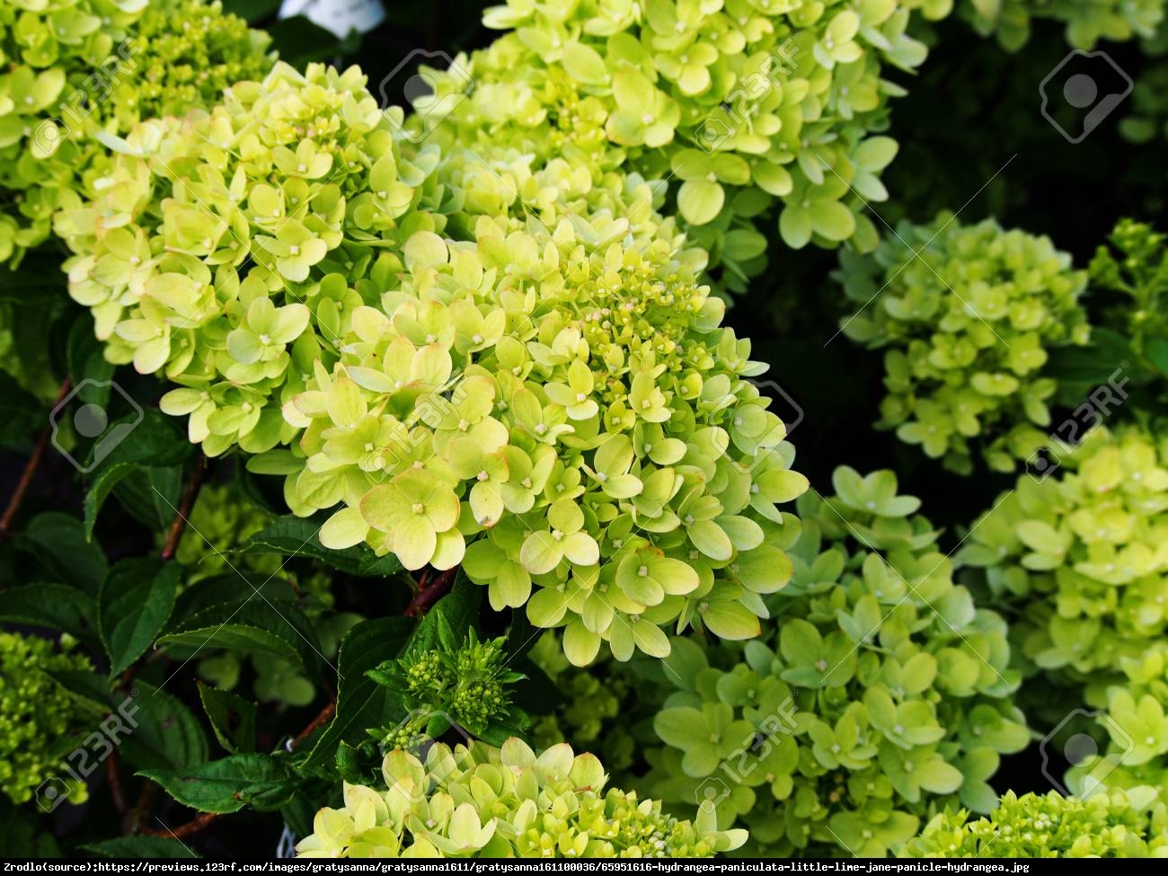 Hortensja bukietowa Little Lime - Hydrangea paniculata Little Lime