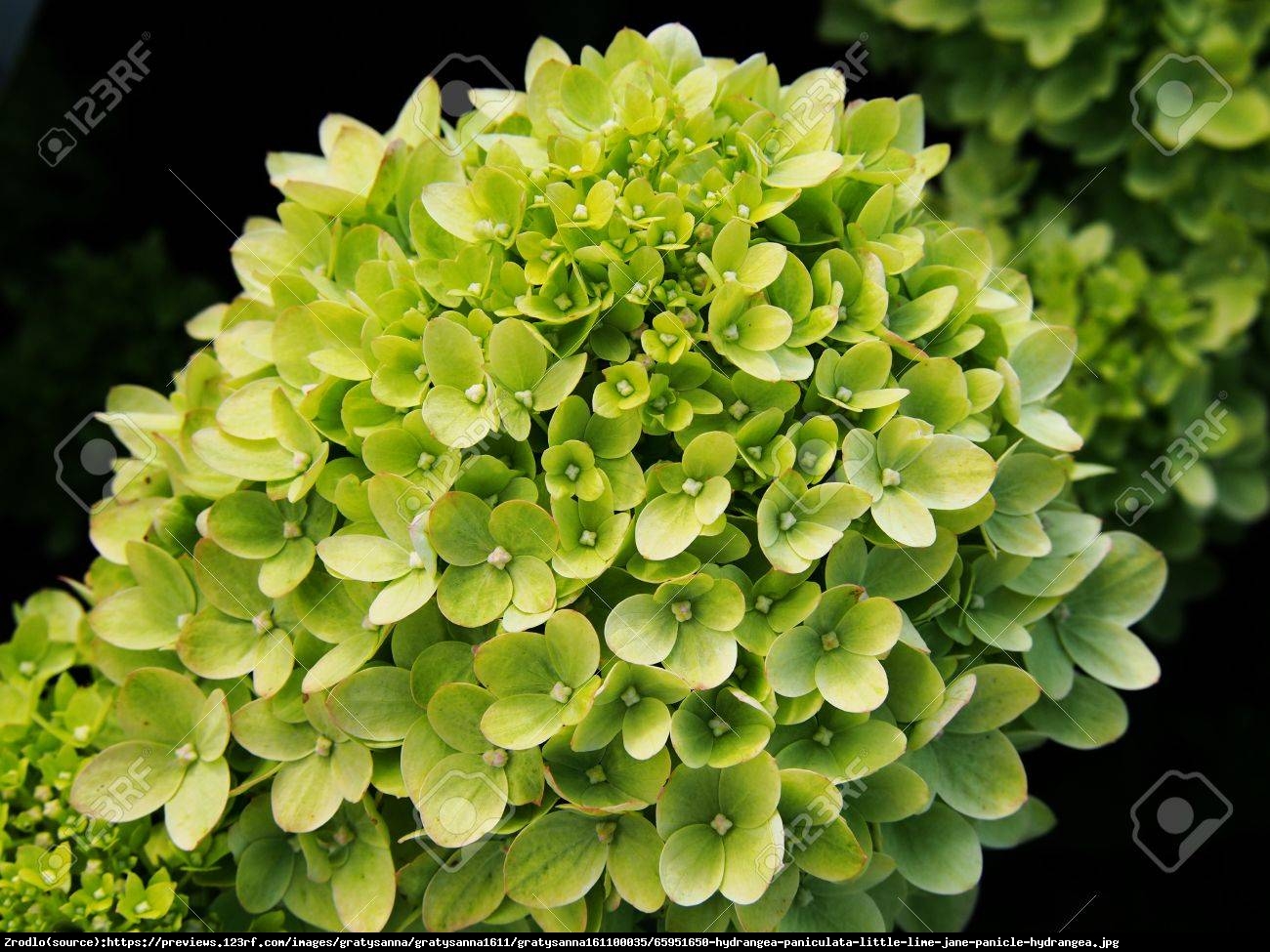 Hortensja bukietowa Little Lime - Hydrangea paniculata Little Lime