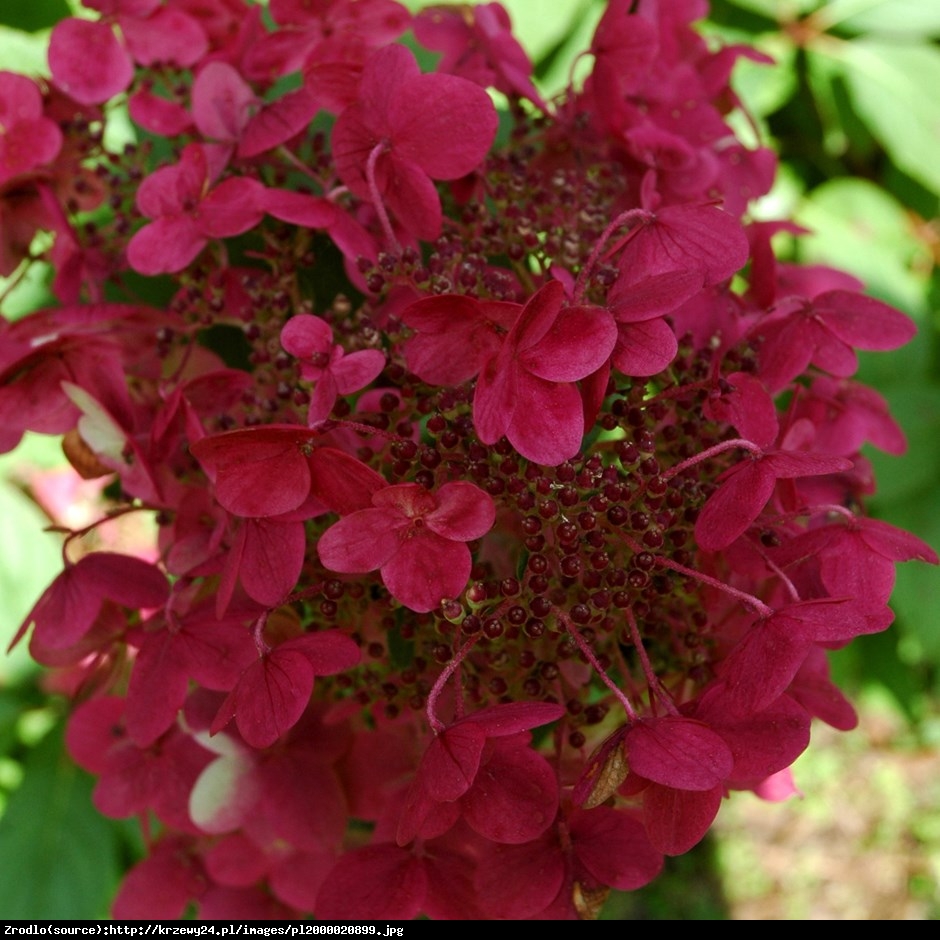 hortensja bukietowa Wims Red - Hydrangea paniculata Wims Red