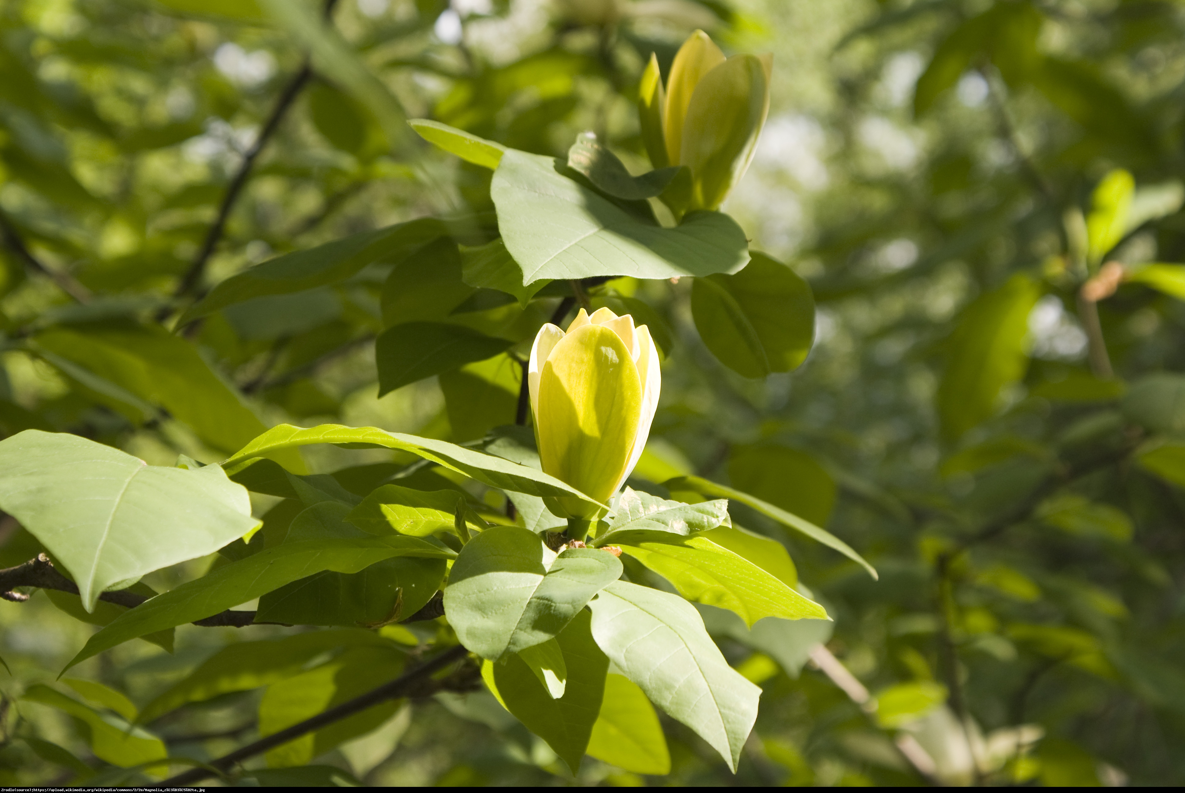 magnolia brooklińska  Yellow Bird  - Magnolia brooklynensis  Yellow Bird 