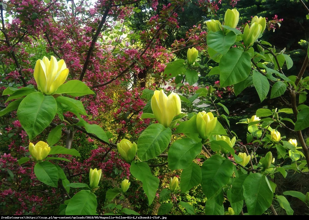 magnolia brooklińska  Yellow Bird  - Magnolia brooklynensis  Yellow Bird 