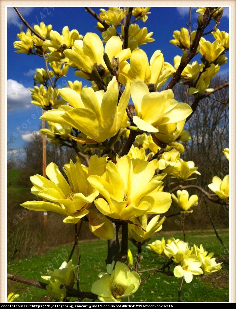 magnolia brooklińska  Yellow Bird  - Magnolia brooklynensis  Yellow Bird 